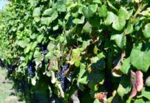 La certificación de producción sostenible de uva para vino superó el 18% en 2022