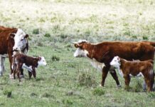 Con 80% de preñez se superarán los 3 millones de terneros en 2023