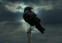 Como un pájaro sin luz…