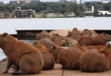Uruguay exportó carpinchos a Taiwán