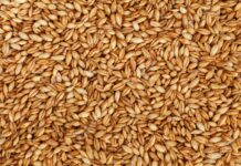 Primera exportación de cebada y malta de Uruguay a Europa