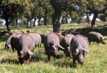 Buena noticia para la carne vacuna uruguaya: se dispara el precio del cerdo en China