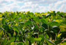 AGRICULTURA Litoral sur tuvo los mejores rendimientos de soja del país en los campos de Fucrea