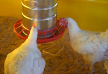 Ganadería llama a redoblar esfuerzos para prevenir gripe aviar