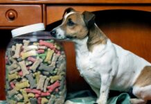 D Centro Salto, Lista 5: El Bienestar Animal es uno de nuestros ejes de trabajo