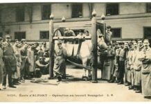 Origen de la palabra Veterinario