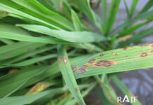 Uruguay abordará la problemática de la Pyricularia en el Congreso Argentino de Semillas