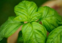 La albahaca, propiedades y beneficios en salud, además de dar sabor