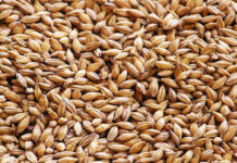 Cosecha de cebada podría ser récord y superar el millón de toneladas