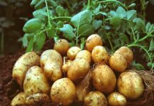 La papa, otro mito que se rompe…