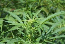 Agricultura: Uruguay XXI destaca el potencial del cannabis para expandir su cultivo