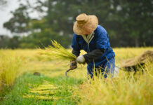 El “desafío” que tendrá el Mercosur con el doble de arroz para exportar