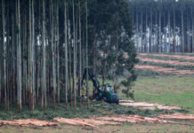 Forestal: Paraguay “será la siguiente ola para el crecimiento forestal”