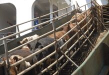 “Esperamos que el año que viene sea mejor que este para la exportación en pie”