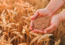 INIA: Pronóstico DON en trigo