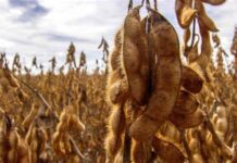 Argentina se llevó toda la soja que exportó Uruguay en octubre