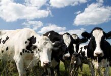 Lechería: Aprobaron línea de crédito con el BROU para remitentes a Conaprole