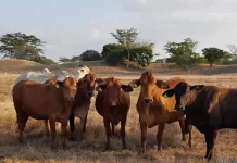 Asoma Israel y se consolida Turquía para el ganado en pie