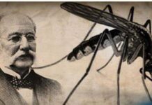 Día Internacional del Médico: ¿Por qué se celebra el 3 de diciembre?