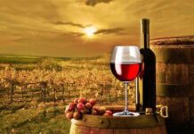 La historia del vino: desde sus orígenes hasta la actualidad