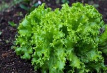 Lechuga crespa, para la buena digestión y bajar de peso