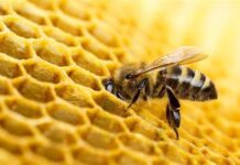 Datos curiosos que tal vez no sabias, sobre las abejas…