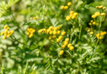 La hierba sagrada que ayuda a dormir, reduce el estrés, protege las encías y alivia todos los dolores