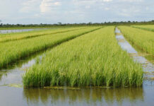Arroz, el sector agrícola más favorecido por el acuerdo con la UE