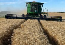 Soja sembrada con “potencial de primera” tras cosecha de invierno con magro resultado