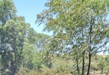 Gran incendio en Las Flores, Colonia Lavalleja…