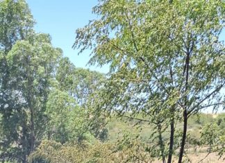 Gran incendio en Las Flores, Colonia Lavalleja…