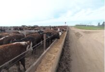 Dolores se transforma en un polo productor de carne de corral