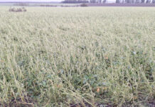 Estiman que temporal y granizo afectó a unas 20 mil hectáreas de cultivos