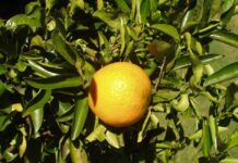 DIEA presenta los resultados de la Encuesta Citrícola «Primavera 2024»