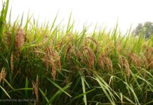 INIA, INASE y ACA invitan: Días de campo arroz – Zona norte y centro