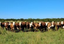 Vendieron US$ 200.000 en ganado para solventar costos de Conexión Ganadera