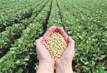 Prevén cosecha récord de soja para Uruguay y exportaciones por casi US$ 1.200 millones