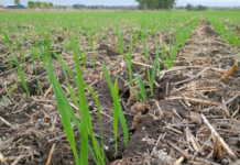 Agricultura: Detectan ataques de lagarta en cultivos de avena en el litoral norte