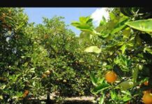 INIA Salto Grande: Aportes desde la investigación a la producción familiar de cítricos