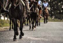 A pura marcha: Salto se llena de bríos criollos para despedir abril