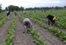 Hoy se celebra el Día del Trabajador Rural, feriado pago no laborable