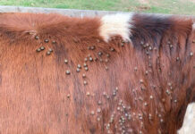 Servicios Ganaderos presentó propuesta a Fratti por tema garrapata