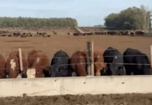 Convocan a Fratti al Parlamento por compra millonaria de Colonización
