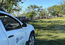 Ganadería: MGAP superó la cobertura prevista en la vacunación contra la aftosa