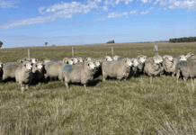 Gira Merino se realiza en Salto y la Corriedale en Cerro Largo y Bagé