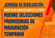 Actividad para productores y técnicos citrícolas : Nuevas selecciones de mandarina de maduración temprana
