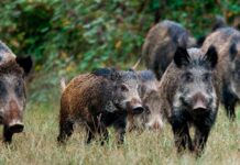 Jabalíes y garrapatas en el norte uruguayo: una plaga que desafía al ecosistema