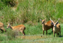 Ciervos silvestres por un lado plaga, por otro, reservorio de garrapatas