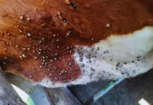 La virulenta garrapata avanza, el desafío sanitario que inquieta al campo