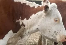 FRU cuestiona prohibición total de circulación de ganado con garrapata